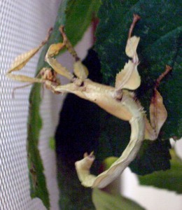 PSG 9 subadult male wingbuds2 Copyright © NFord