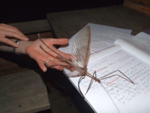 Unknown Phasmidae