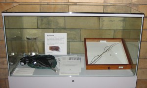 Phobaeticus chani