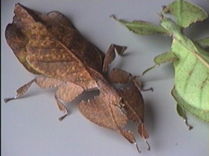 Phyllium bioculatum adult female2