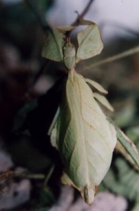 PSG 128 Phyllium westwoodii adult female