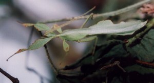 PSG 128 Phyllium westwoodii adult male