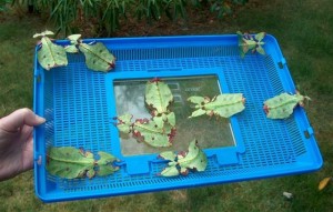 Phyllium nymphs (species unknown)