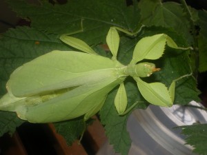 PSG 278 Phyllium sp adult female