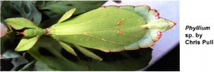 Phyllium sp. unknown Copyright © Chris Pull