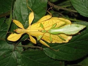 Phyllium sp. unknown adult pair