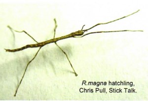 R. magna first instar Copyright © Chris Pull