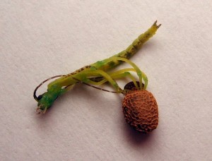Unknown Dyme species hatching