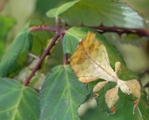 Phyllium nymph (species unknown)