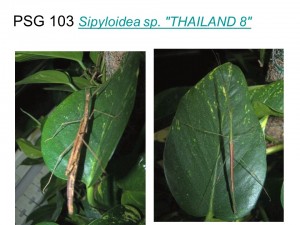 PSG 103 Sipyloidea sp. &quot;Thailand 8&quot; adult pair