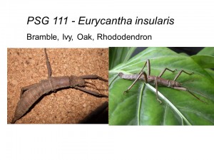 PSG 111 Eurycantha insularis adult pair