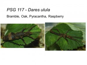 PSG 117 Dares ulula adult pair