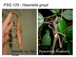 PSG 125 Haaniella grayii adult pair