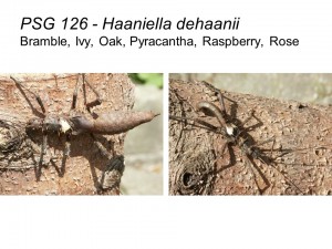 PSG 126 Haaniella dehaanii adult pair