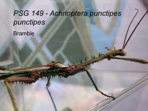 PSG 149 Achrioptera punctipes punctipes adult male