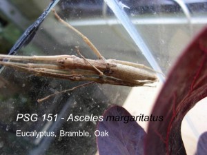 PSG 151 Asceles margaritatus adult pair