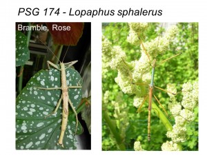 PSG 174 Lopaphus sphalerus female and male