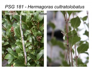PSG 181 Hermagoras cultratolobatus adult female and male