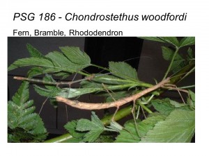 PSG 186 Chondrostethus woodfordi adult male and female