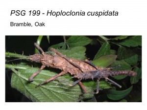 PSG 199 Hoploclonia cuspidata adult pair