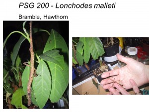 PSG 200 Lonchodes malleti adult male and female