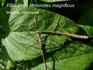 PSG 210 Myronides magnificus adult male and female