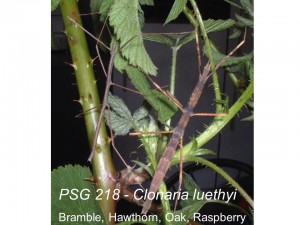PSG 218 Clonaria luethyi adult pair