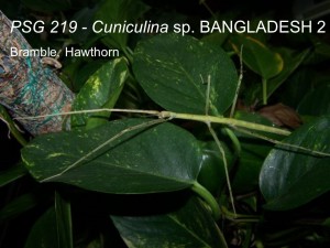 PSG 219 Cuniculina sp. &quot;BANGLADESH 2&quot; adult female