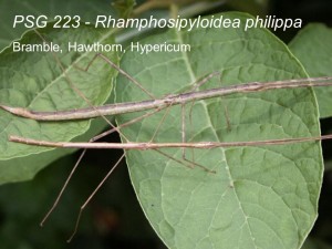 PSG 223 Rhamphosipyloidea philippa adult pair