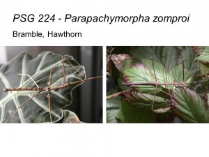 PSG 224 Parapachymorpha zomproi adult male and female