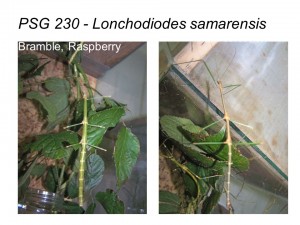 PSG 230 Lonchodiodes samarensis adult male and female