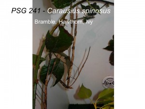 PSG 241