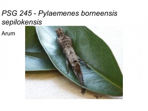 PSG 245