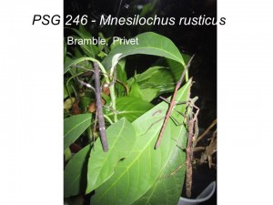 PSG 246