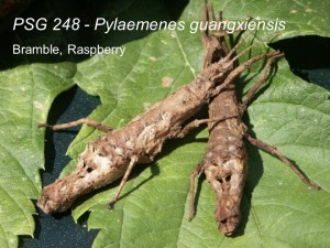 PSG 248