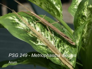 PSG 249