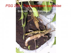 PSG 255 Trachyaretaon brueckneri adult pairs mating