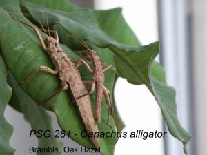 PSG 261 Canachus alligator adult pair