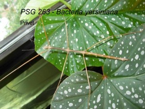 PSG 263 Bacteria yersiniana adult male