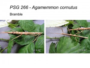 PSG 266 Agamemnon cornutus adult male and female
