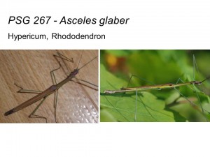 PSG 267 Asceles sp. adult male and female