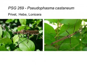 PSG 269 Pseudophasma castaneum adult male and female