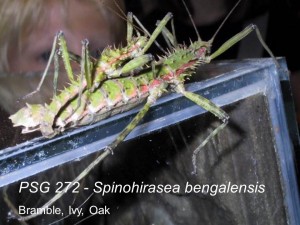 PSG 272 Spinohirasea bengalensis adult pair mating