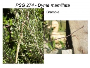 PSG 274 Dyme mamillata adult male and female