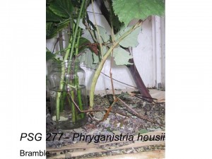 PSG 277 Phryganistria heusii adult pair mating