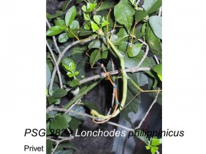 PSG 282 Lonchodes philippinicus adult pair mating