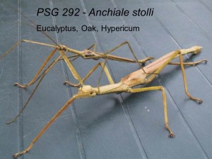 PSG 292 Anchiale stolli adult pair