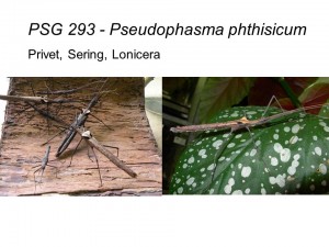 PSG 293 Pseudophasma phthisicum adult females and nymphs