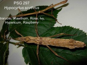 PSG 297 Hypocyrtus scythrus adult pair