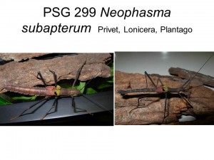 PSG 299 Pseudophasma subapterum adult male and female    